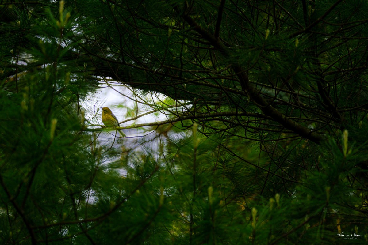 Pine Warbler - Khürt Williams