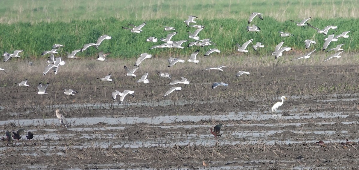 Franklin's Gull - ML619075658