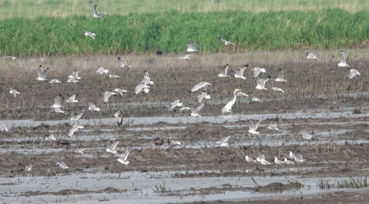 Franklin's Gull - ML619075661