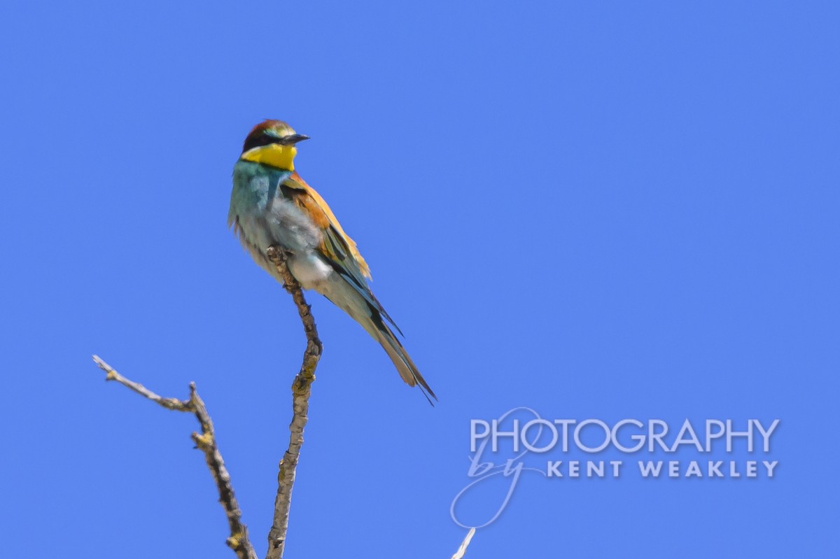 European Bee-eater - ML619075682