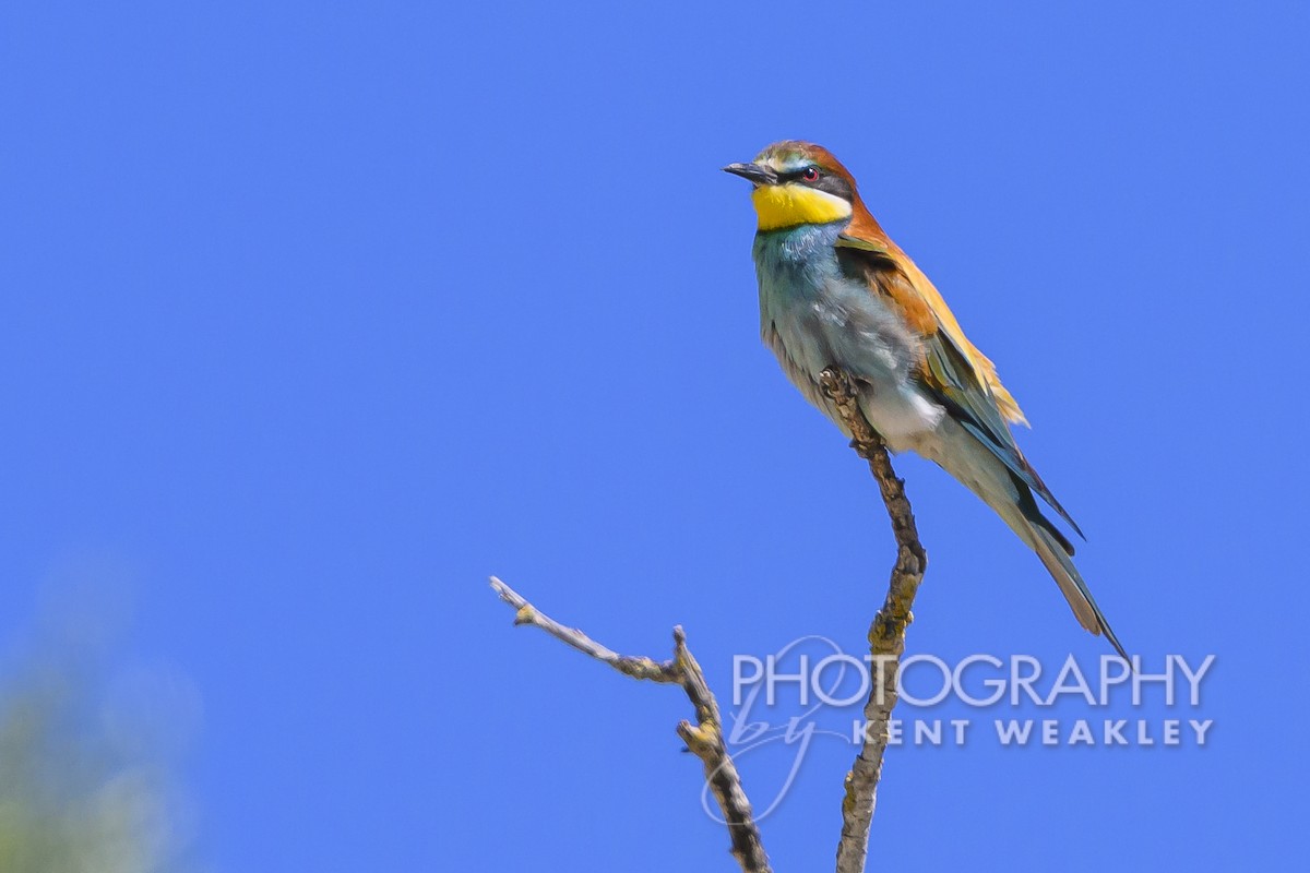 European Bee-eater - ML619075683