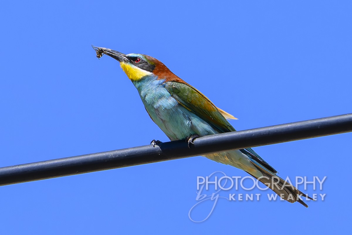 European Bee-eater - ML619075687