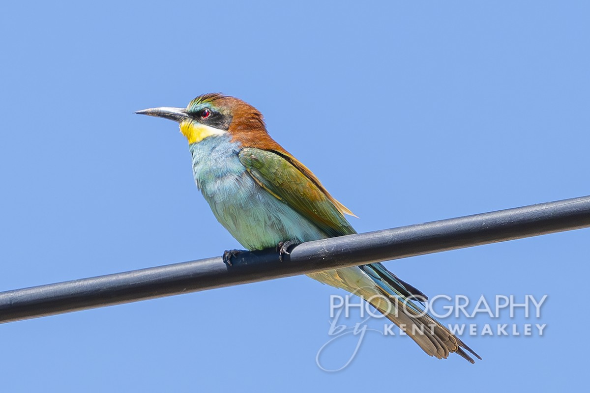 European Bee-eater - ML619075688