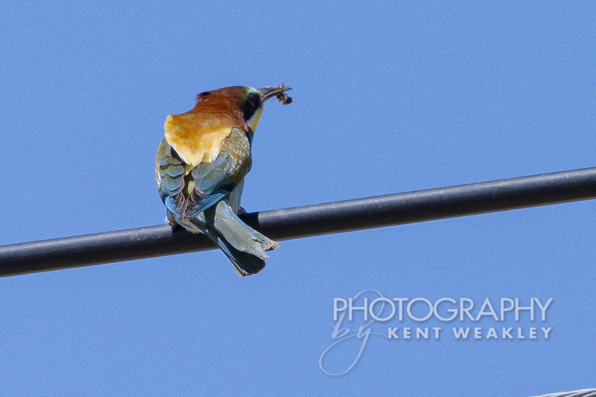 European Bee-eater - ML619075691