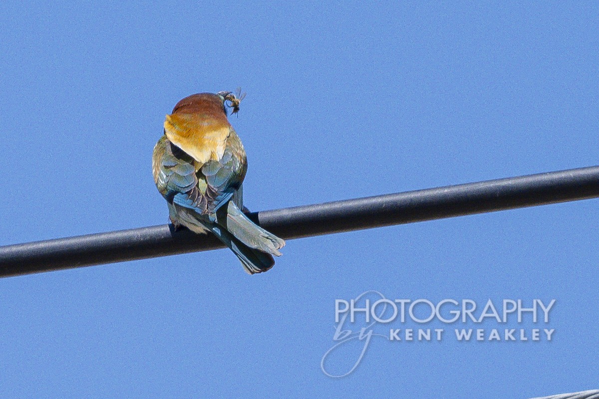 European Bee-eater - ML619075693