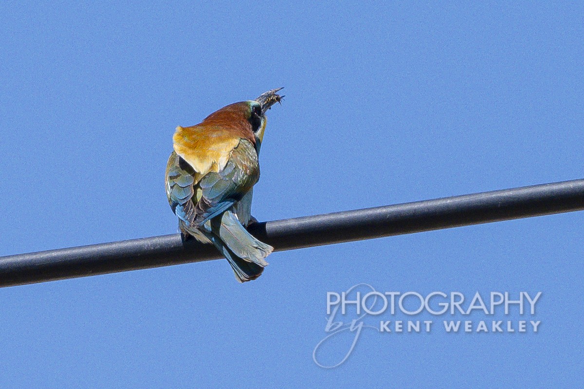 European Bee-eater - ML619075694