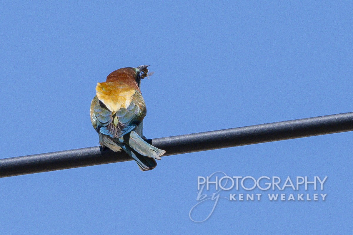 European Bee-eater - ML619075695