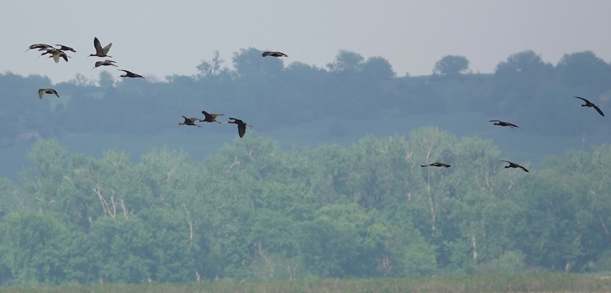 White-faced Ibis - Mark Robbins