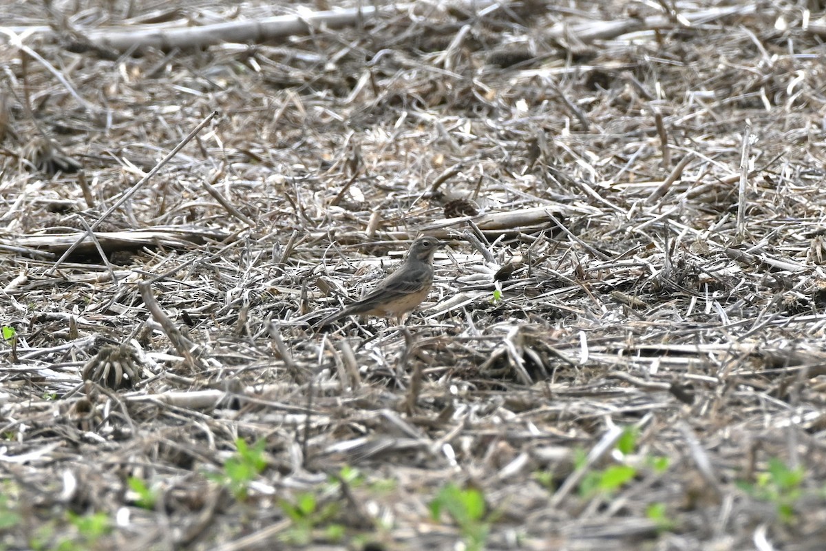 Pipit d'Amérique - ML619075705