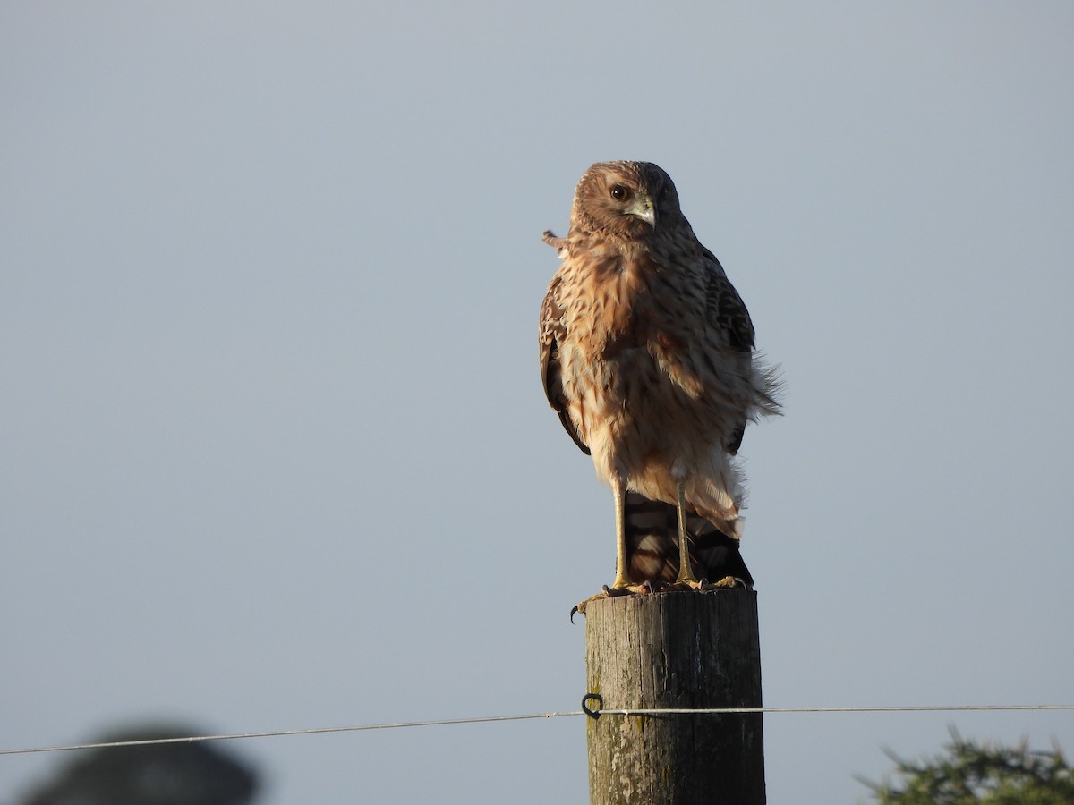 Spotted Harrier - Jeffrey Crawley