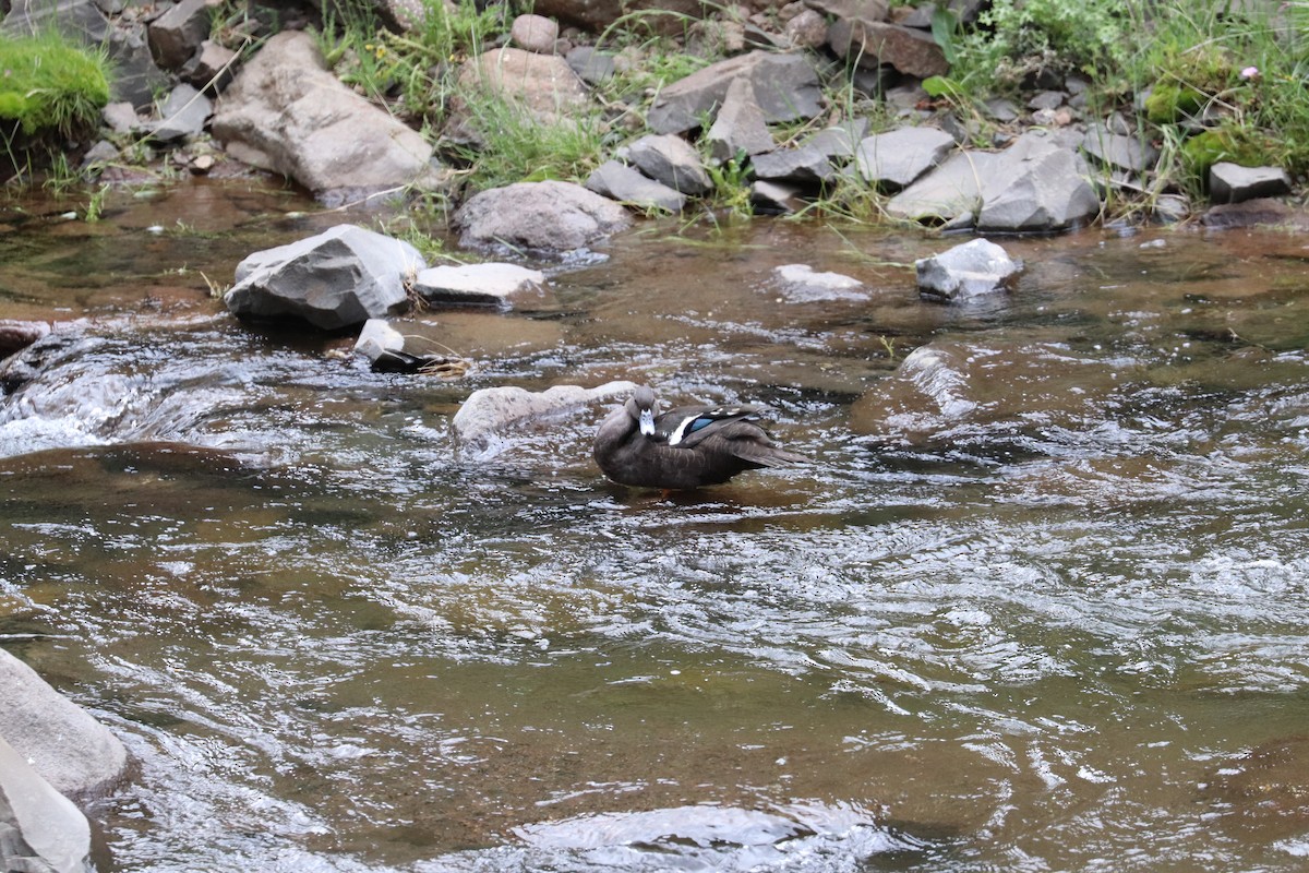 African Black Duck - ML619075713