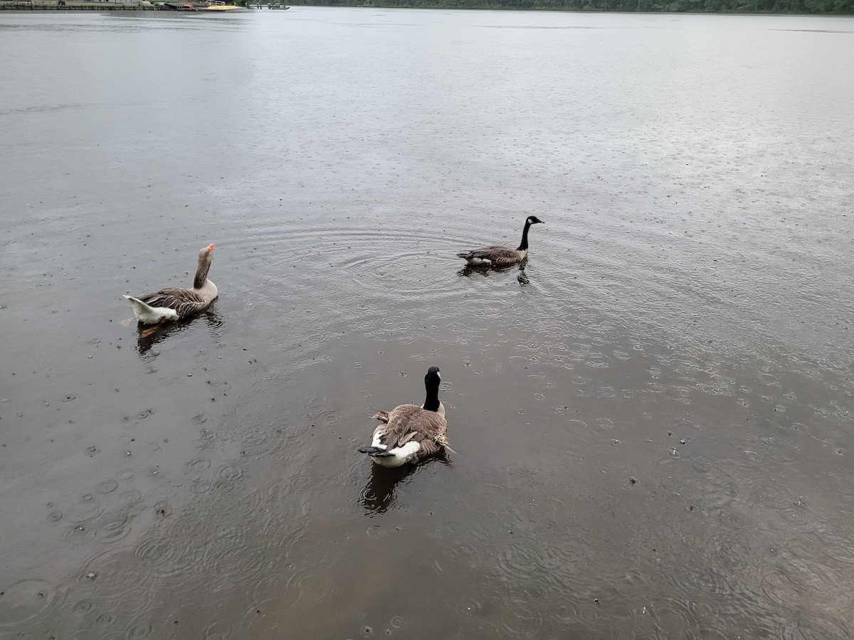 Domestic goose sp. (Domestic type) - ML619075728