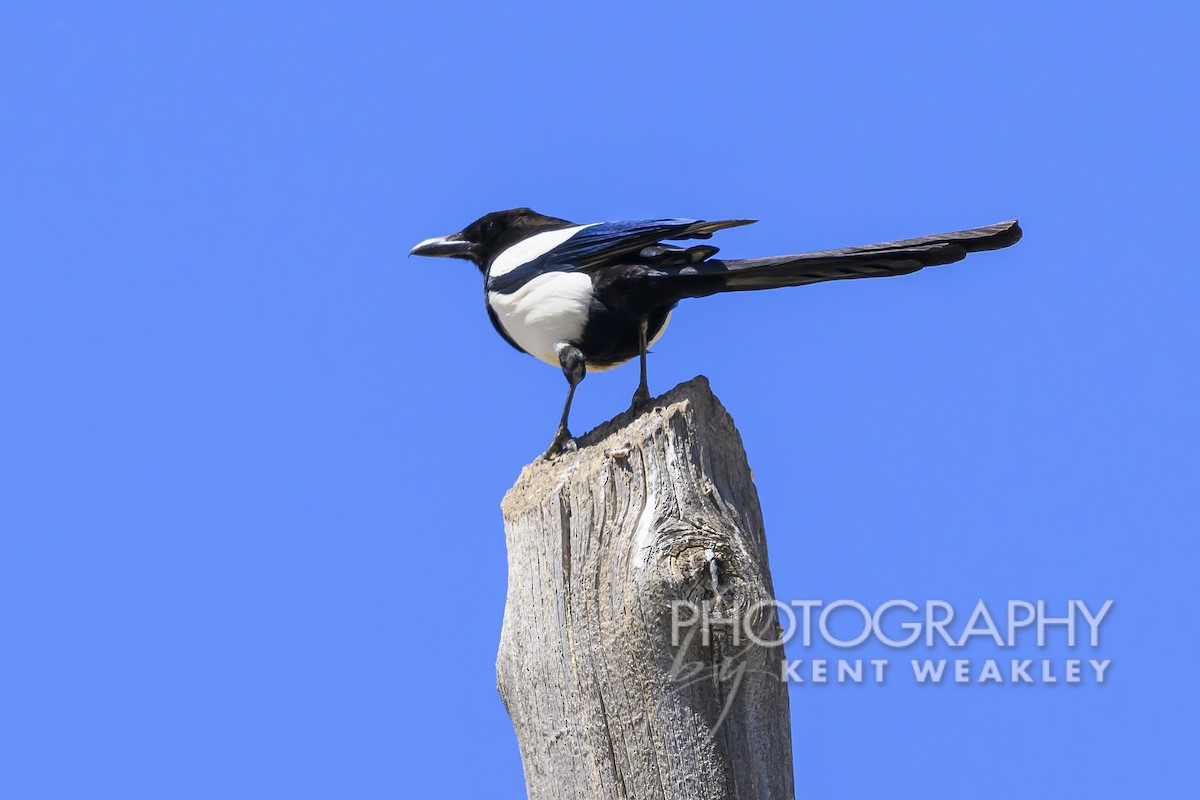 Eurasian Magpie - ML619075744