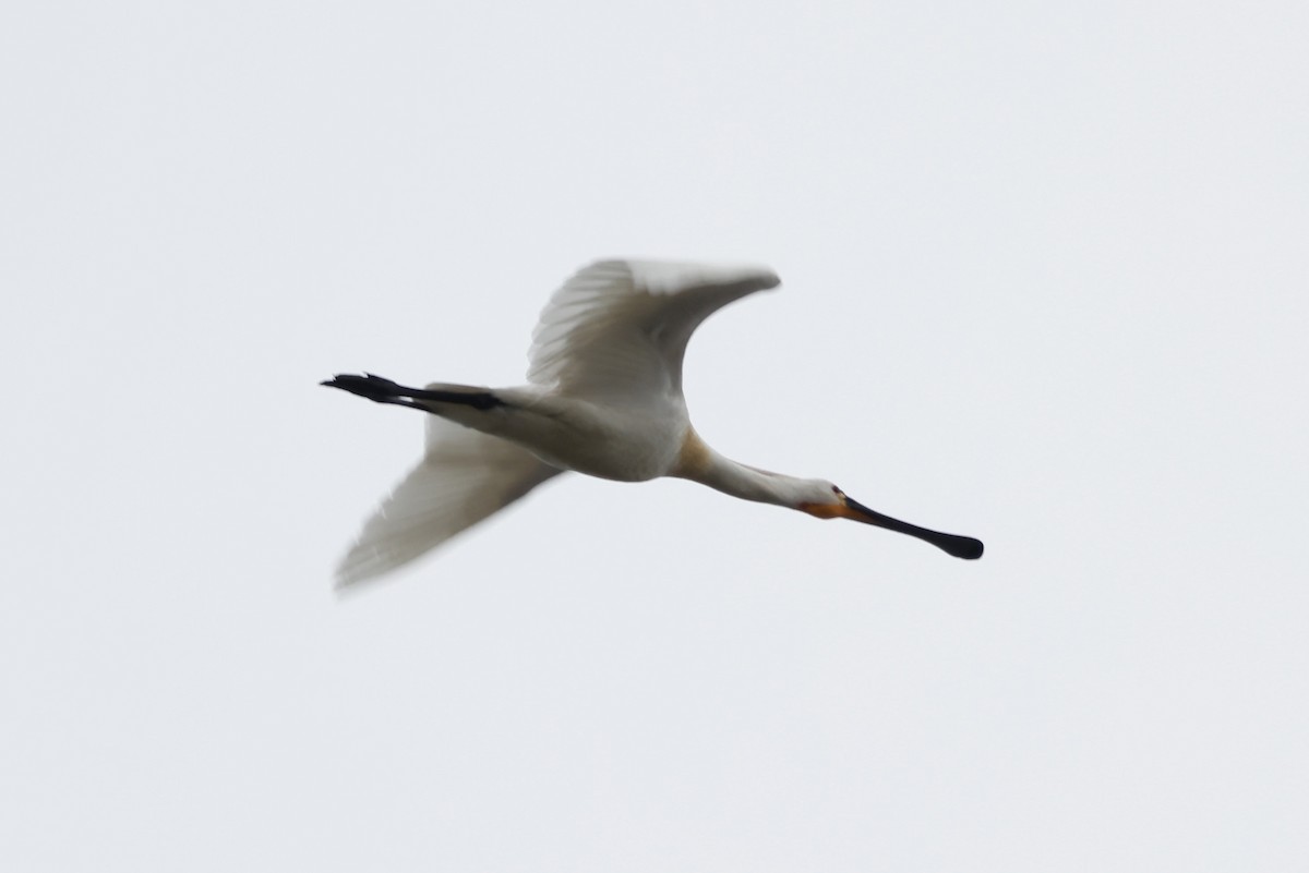 Eurasian Spoonbill - ML619075745