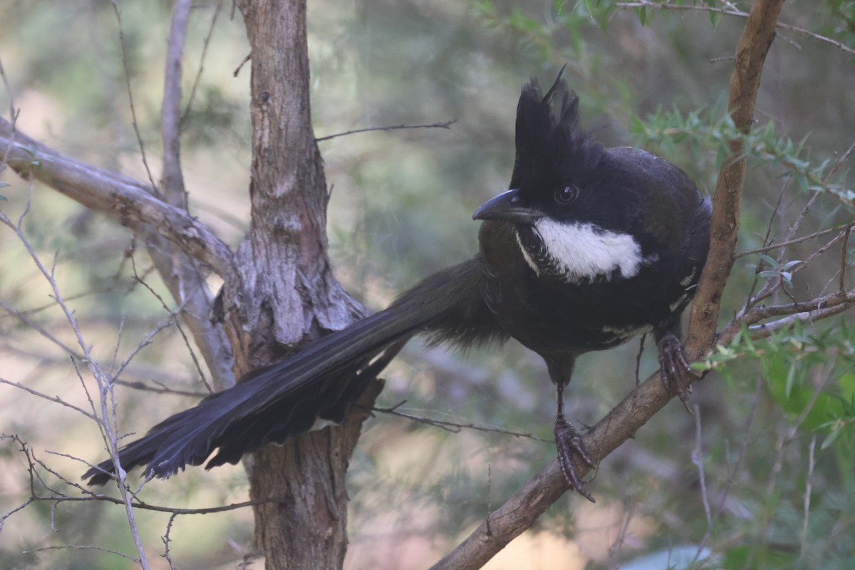 Eastern Whipbird - GEOFFREY SHINKFIELD