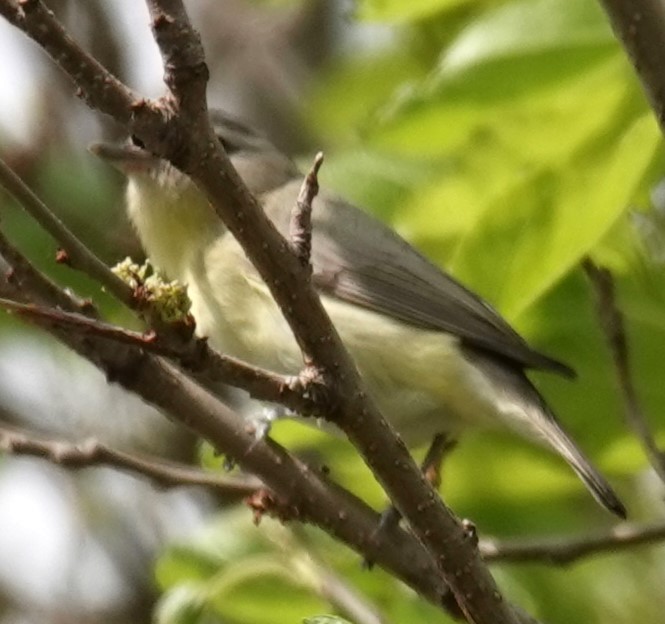 Philadelphia Vireo - Mark Robbins