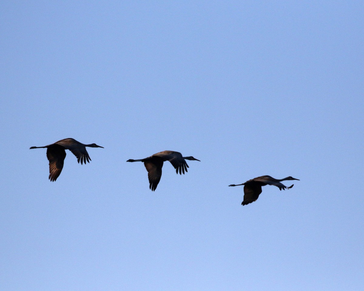 Sandhill Crane - Linda Scrima