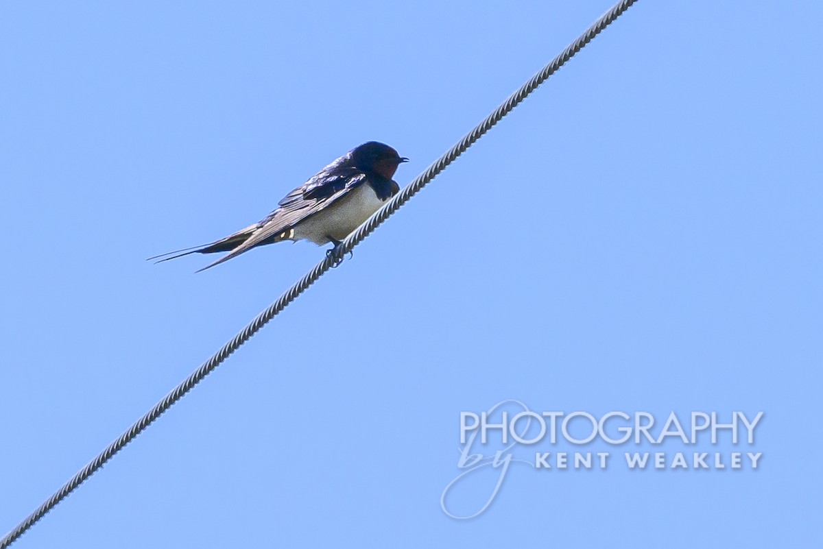 Barn Swallow - Kent Weakley