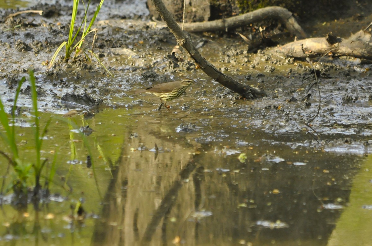 Northern Waterthrush - Jerry Hiam