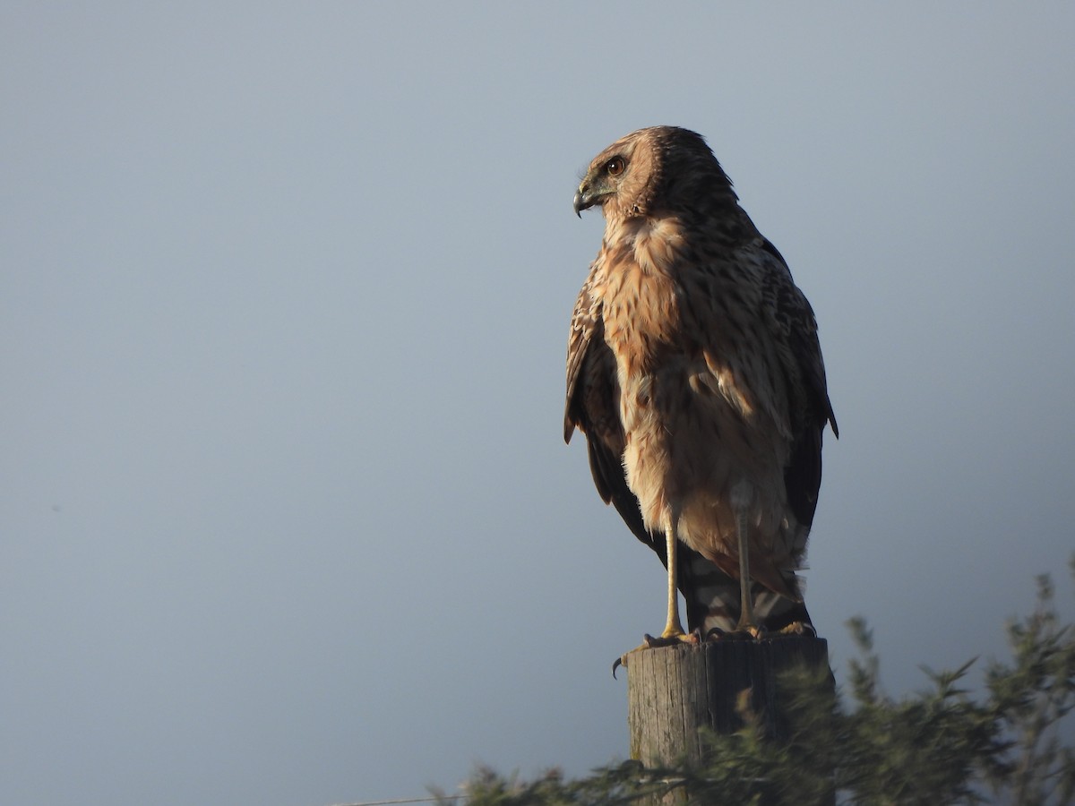 Spotted Harrier - Jeffrey Crawley