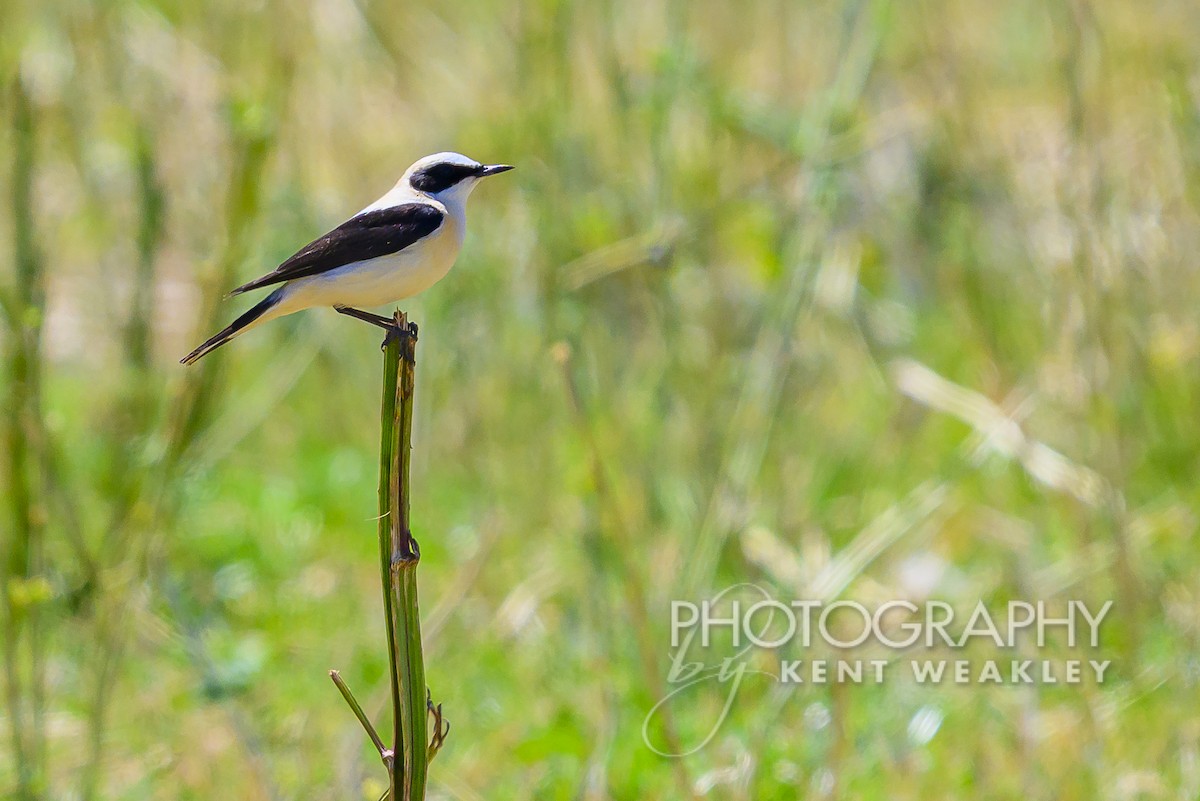 Western Black-eared Wheatear - ML619075815