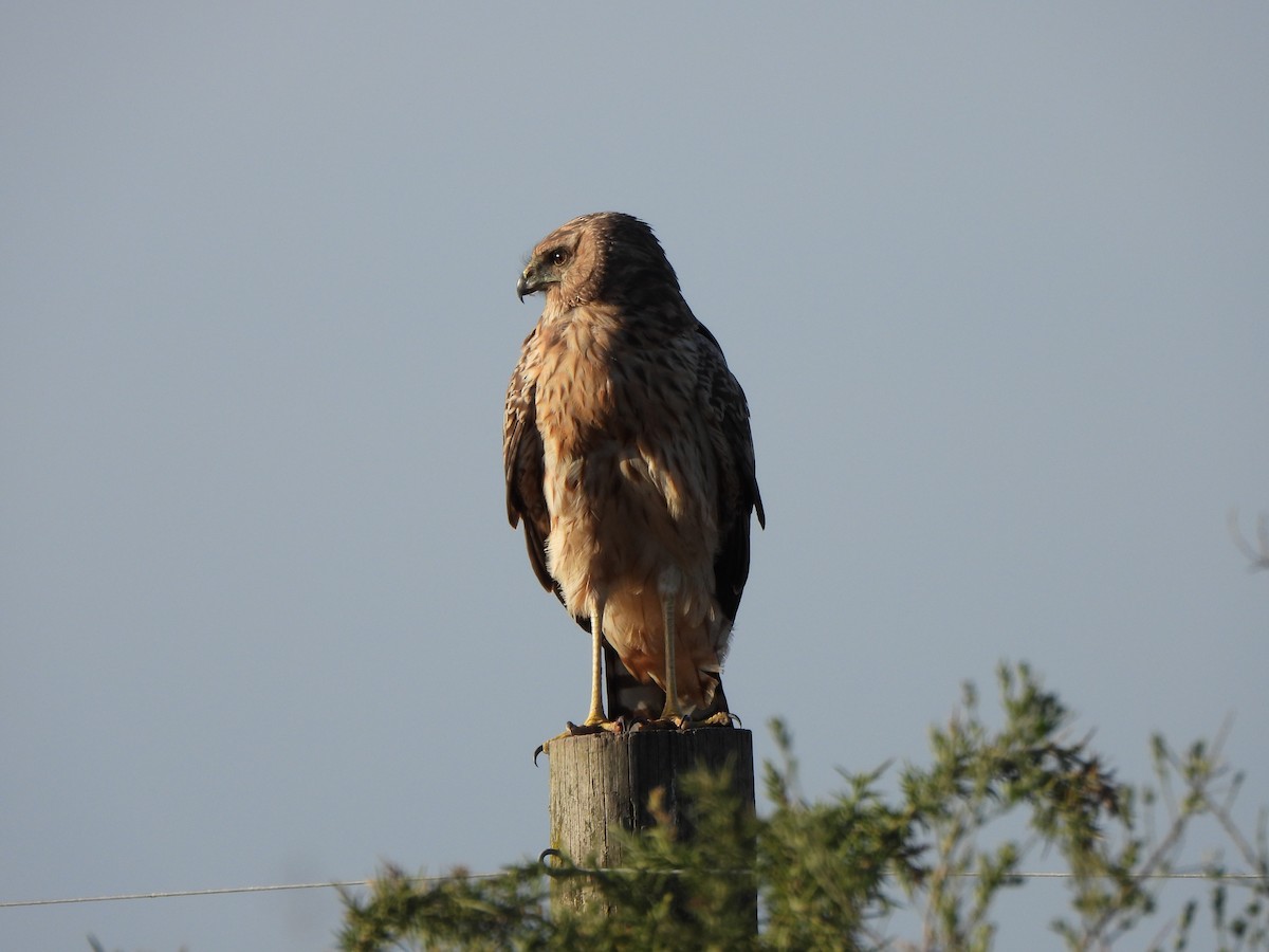 Spotted Harrier - Jeffrey Crawley