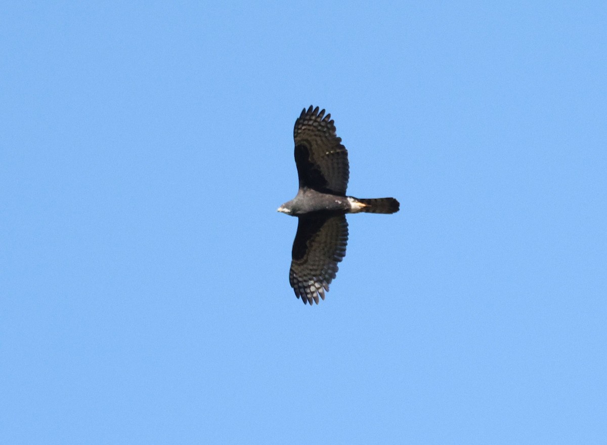 Black Goshawk - ML619075850