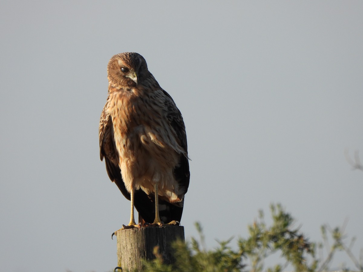 Spotted Harrier - Jeffrey Crawley