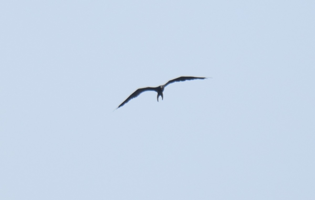 Magnificent Frigatebird - ML619075867