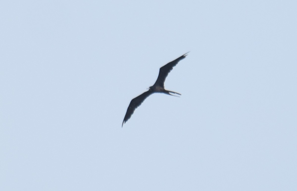 Magnificent Frigatebird - ML619075868