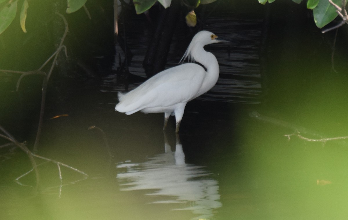 Snowy Egret - ML619075870