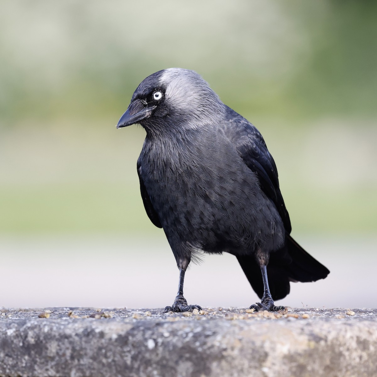 Eurasian Jackdaw - S Chou