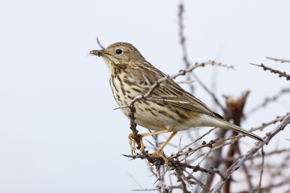 Meadow Pipit - ML619075885