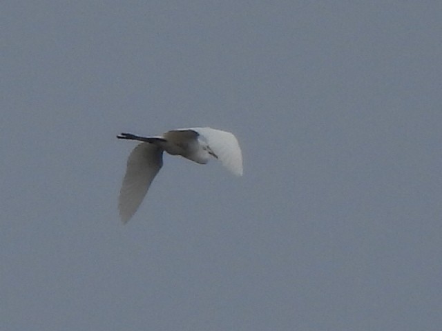 Great Egret - Luke Raso