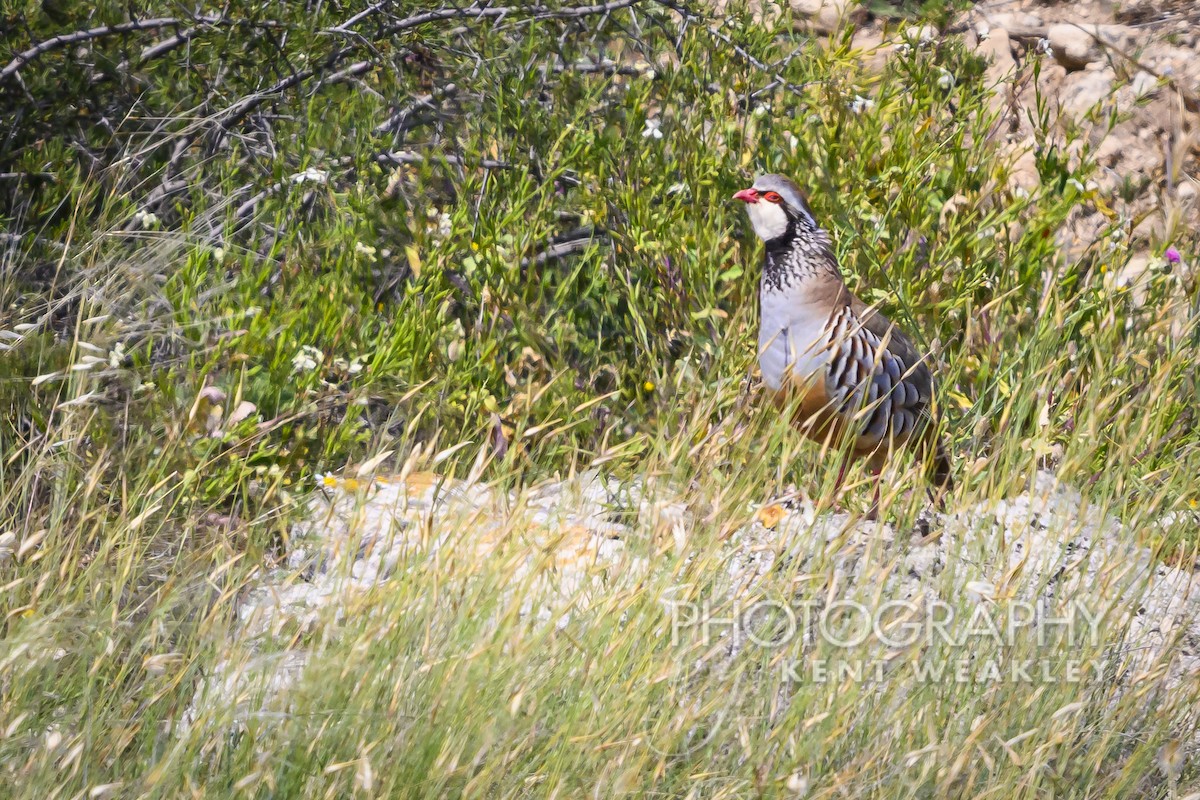 Red-legged Partridge - Kent Weakley