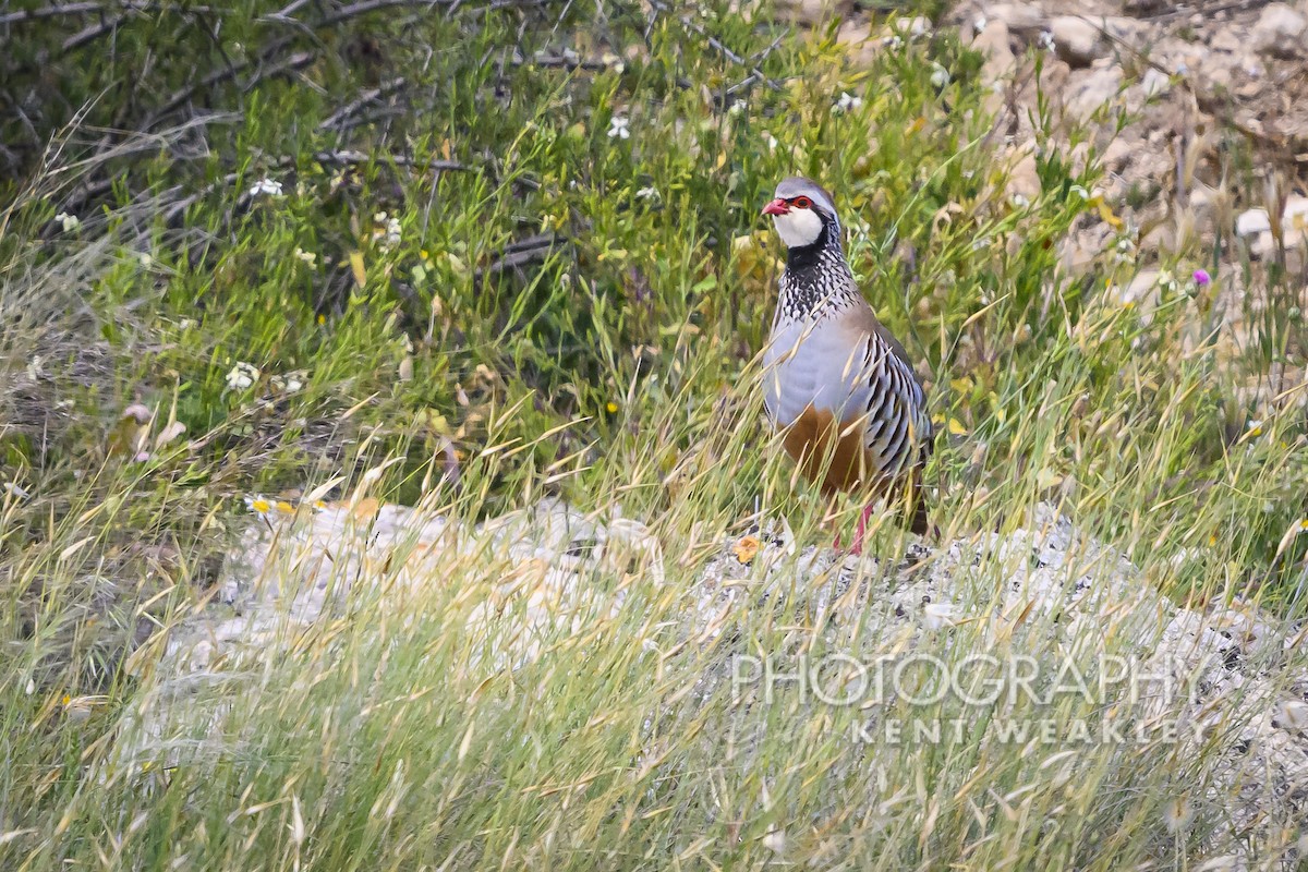 Red-legged Partridge - ML619075898