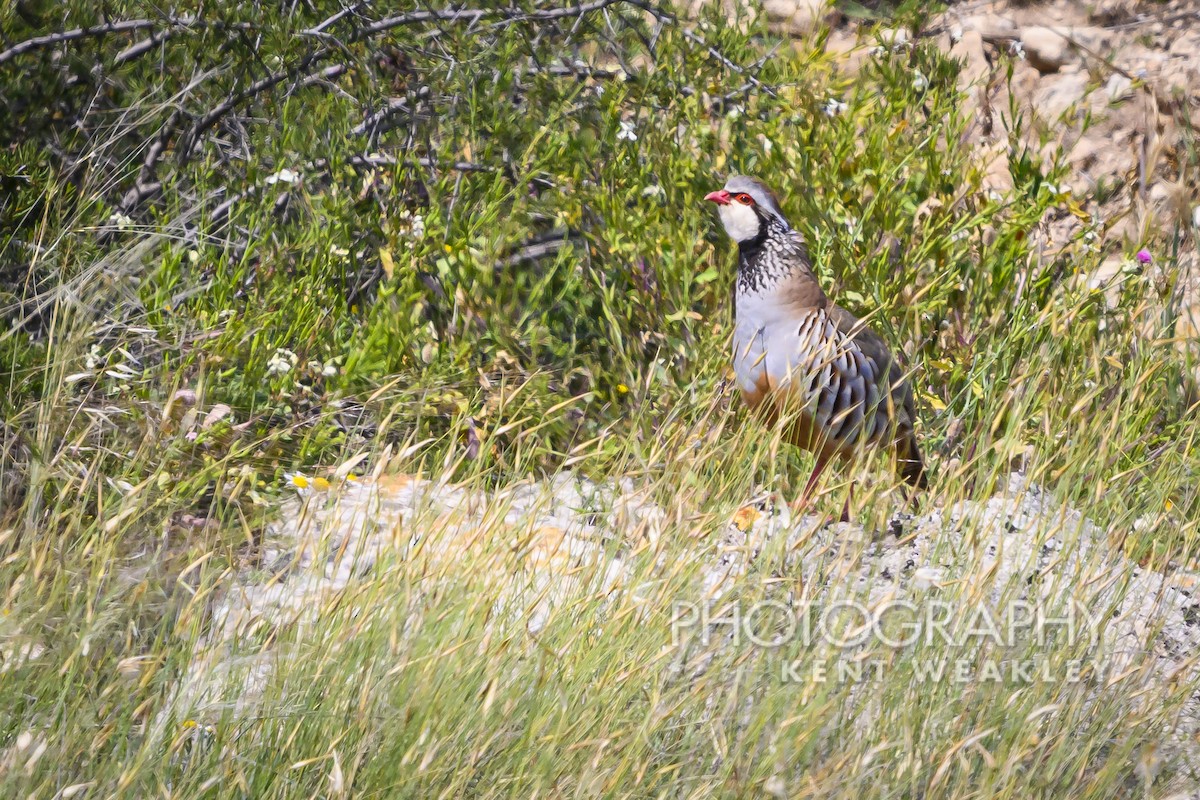 Red-legged Partridge - ML619075899