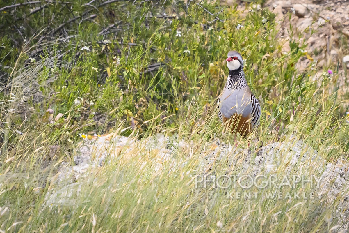 Red-legged Partridge - ML619075900