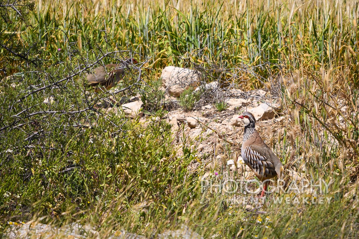 Red-legged Partridge - Kent Weakley