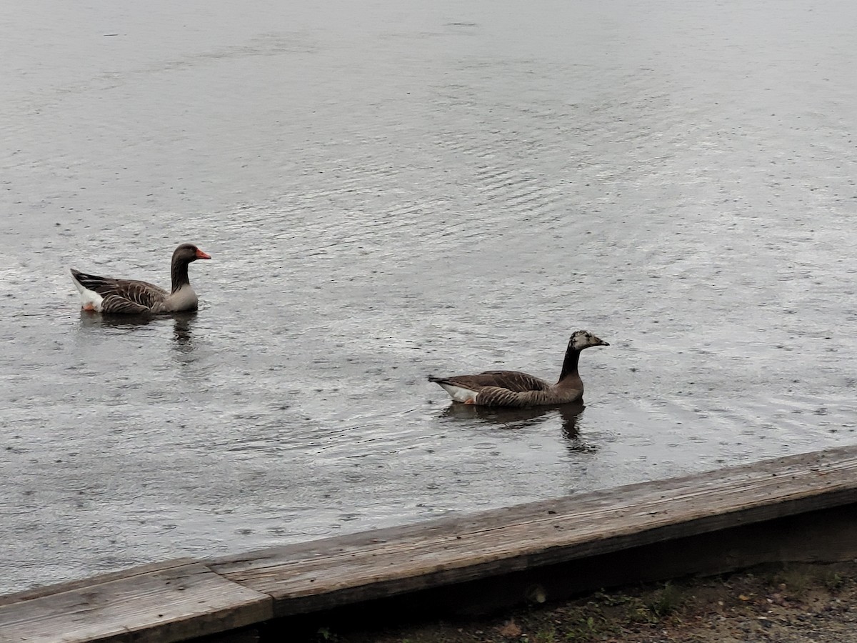 Domestic goose sp. (Domestic type) - ML619075926