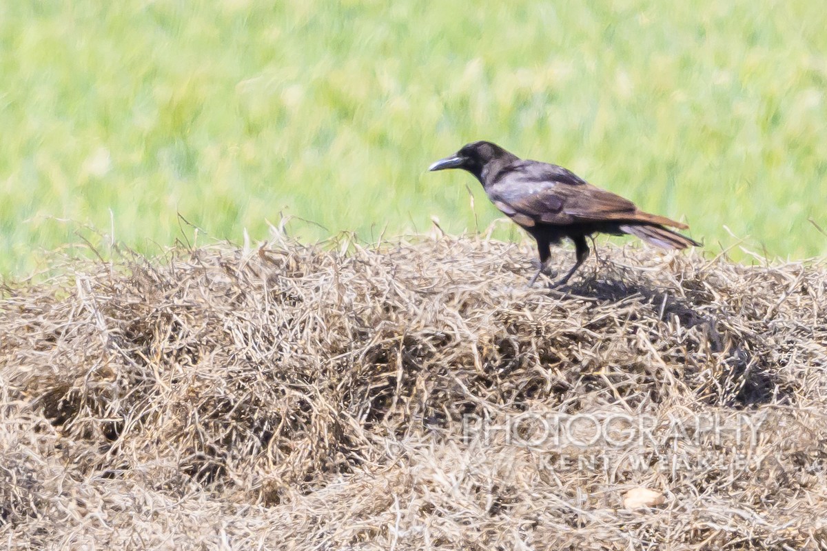 Common Raven - Kent Weakley