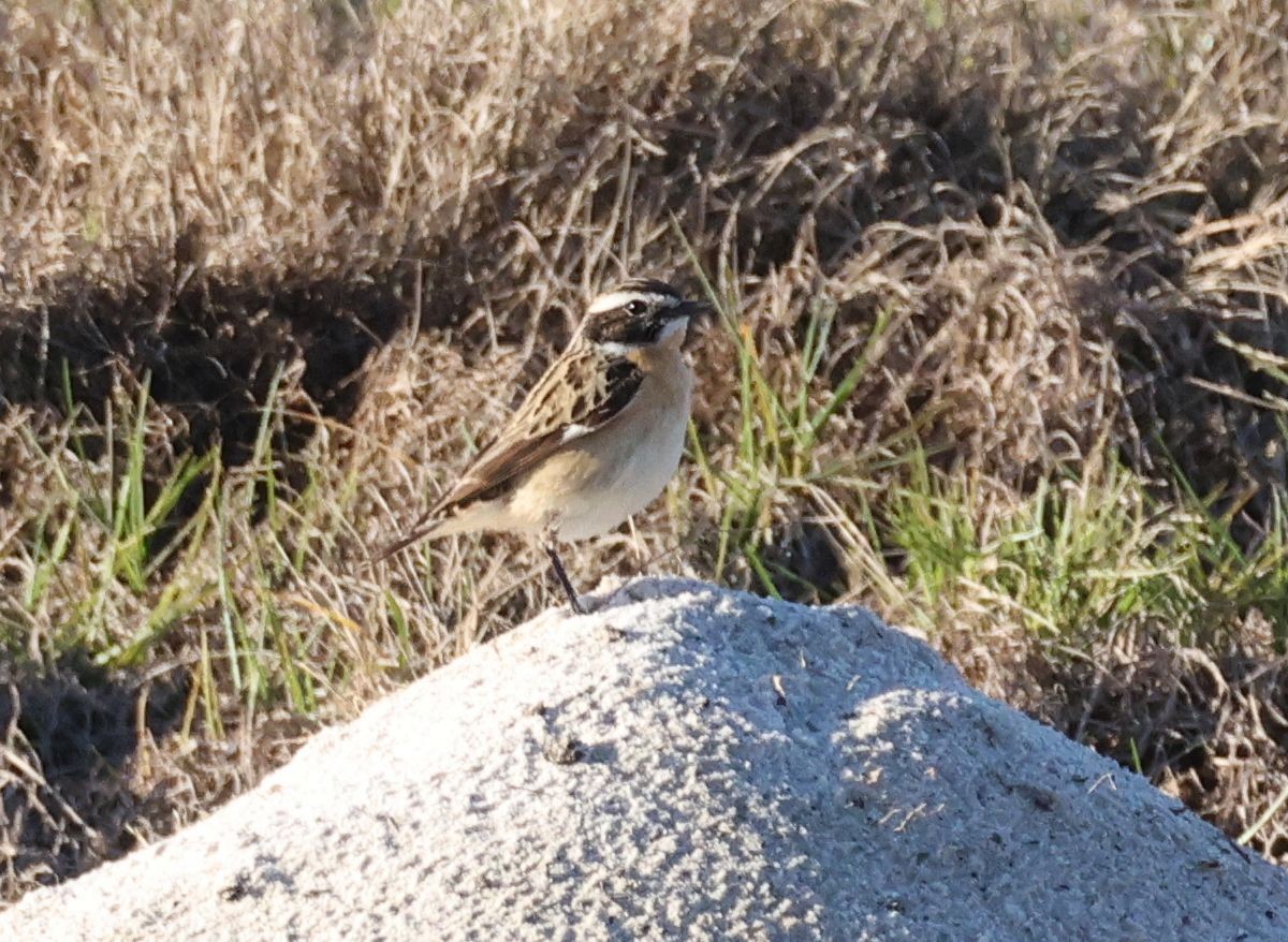 Whinchat - Zoë Lunau