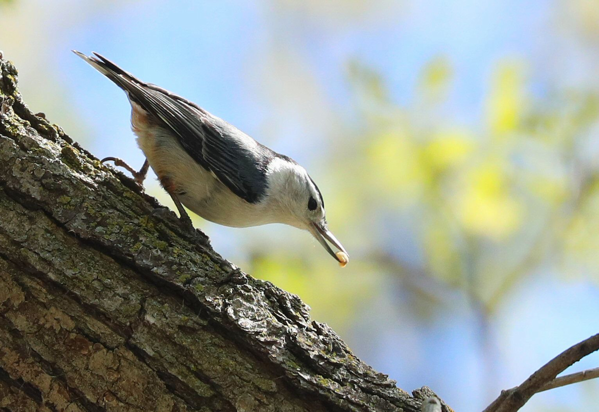 White-breasted Nuthatch - Grace Green