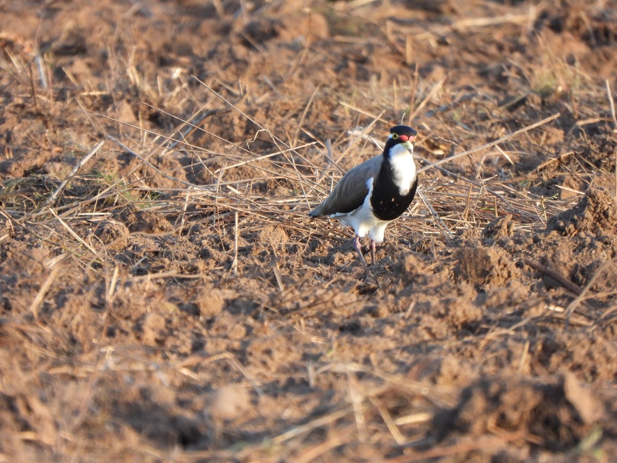 Banded Lapwing - Jeffrey Crawley