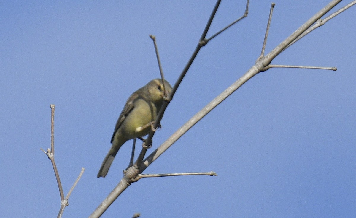 Plain-backed Sparrow - Chitra Shanker