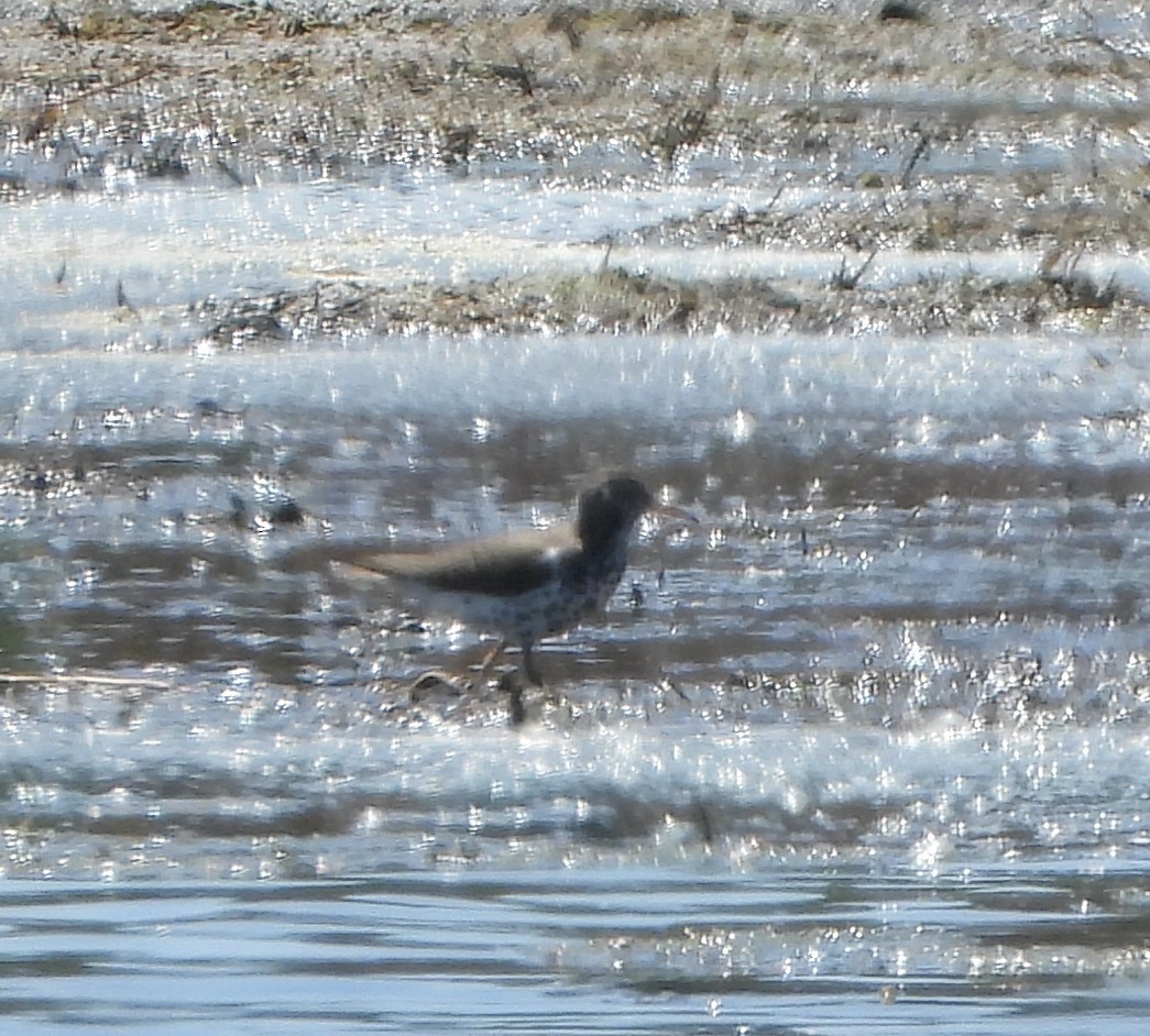 Spotted Sandpiper - ML619076009