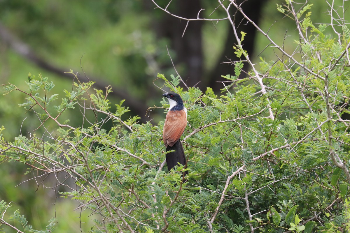 Coucal à sourcils blancs (burchellii/fasciipygialis) - ML619076027