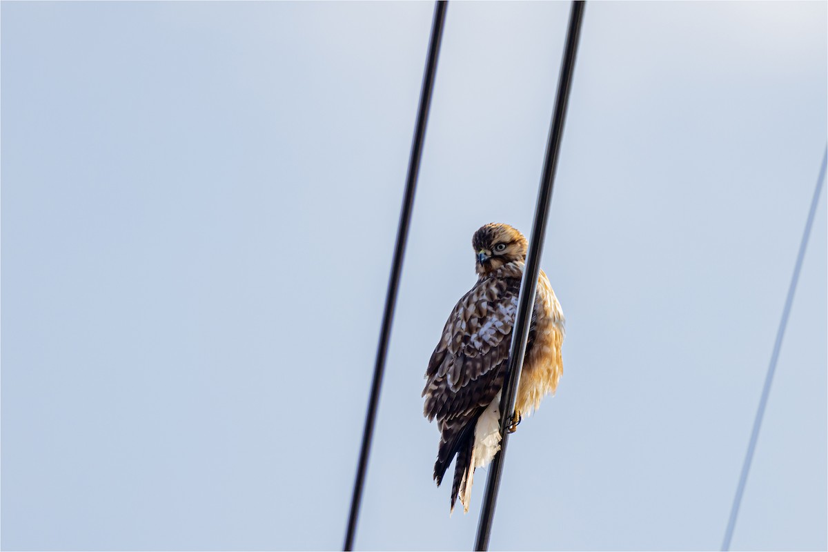 Eastern Buzzard - 대준 유