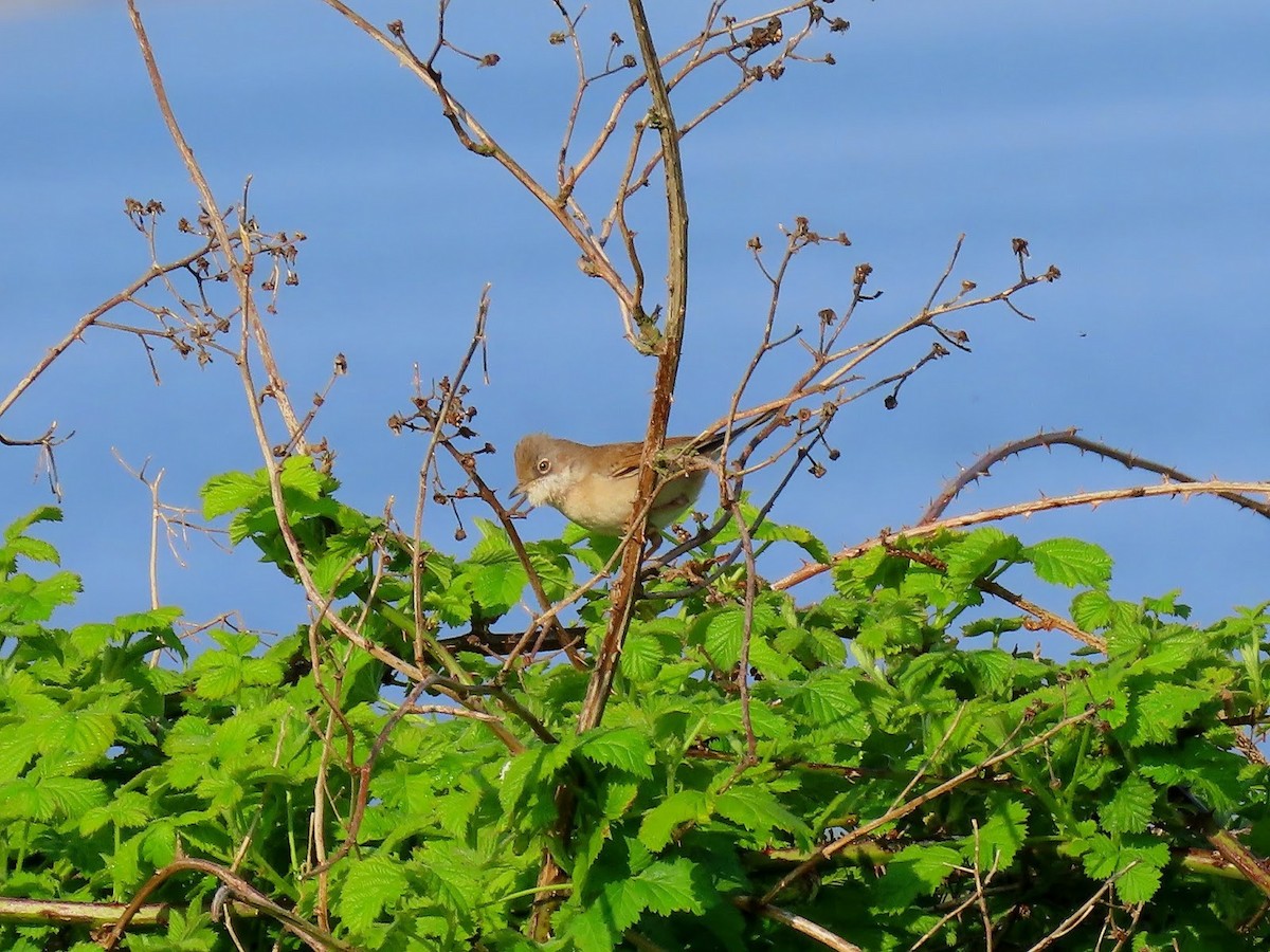 Greater Whitethroat - Andrew Collins