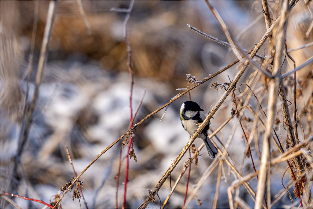 Japanese Tit - 대준 유